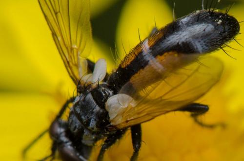 Réf. 266 970 : Cylindromyia auriceps
